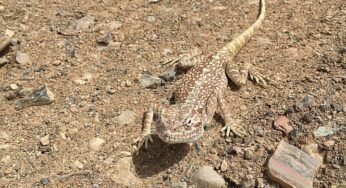 Brevicaudosaurus زاحف عملاق جاب المحيطات في عصر الزواحف